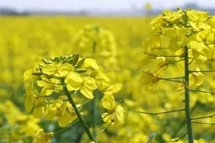 油菜如何喷施硼肥？油菜施硼肥注意事项？