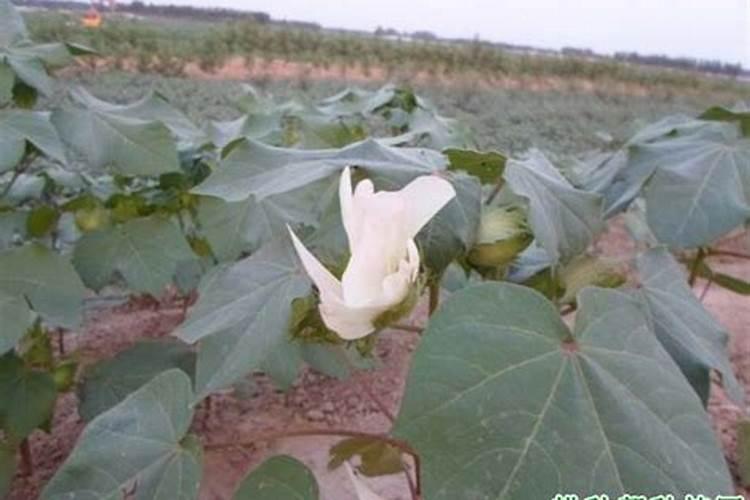 棉花后期需要什么肥料