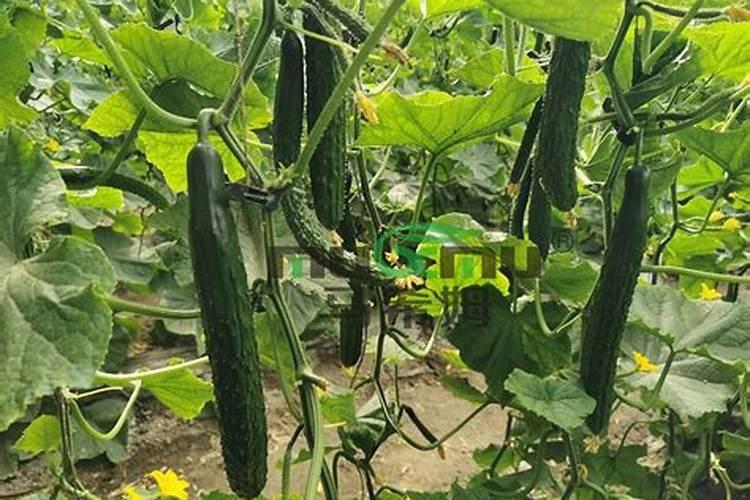 黄瓜施什么肥料最好黄瓜的施肥