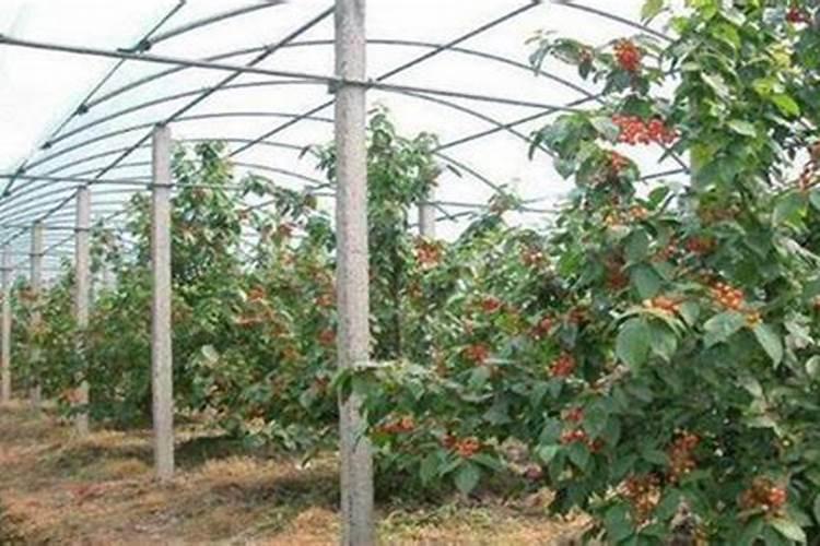 樱桃结果期冲施什么肥料好？樱桃膨果期用哪种水溶肥效果好？