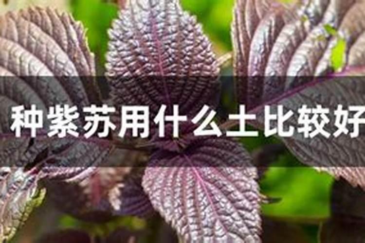 种紫苏用什么肥料好