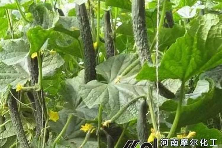 黄瓜叶面肥有哪些