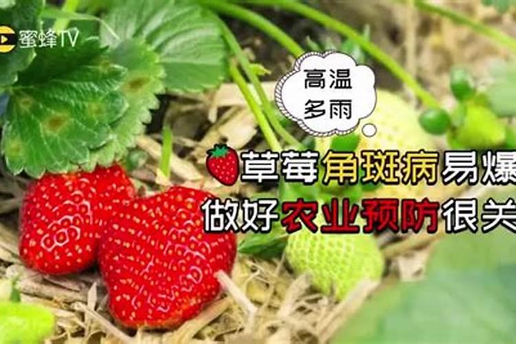 草莓苗生长缓慢怎么治 有哪些高产养殖方法