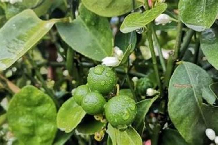 想要种植好柑橘,要学会入门基础,新手须知