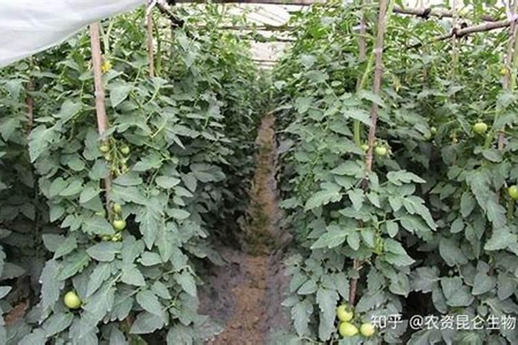 番茄用什么肥料好,怎么施肥