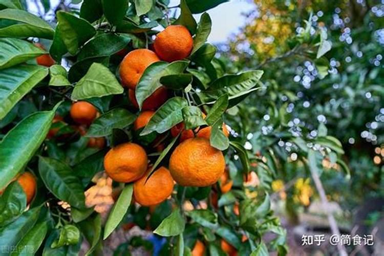 柑子树种植技巧