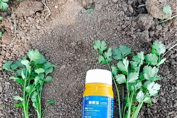 香菜浇什么肥料合适