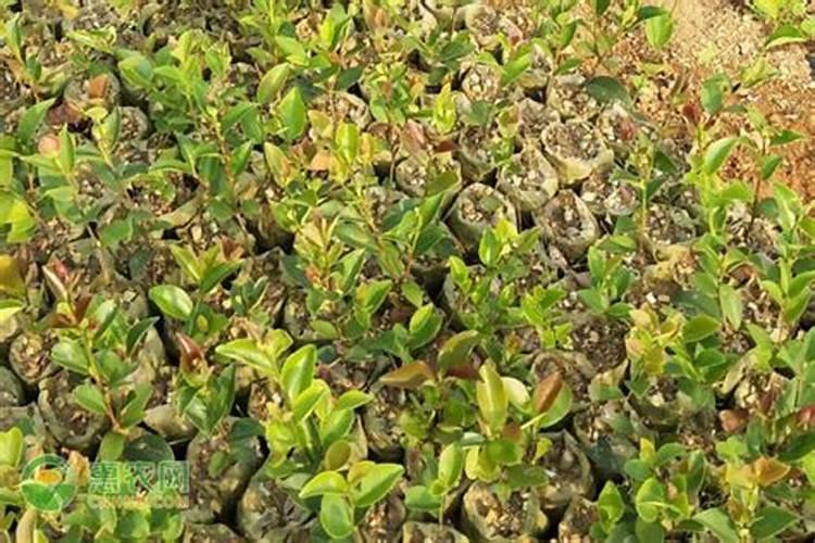 油茶树施什么肥比较好