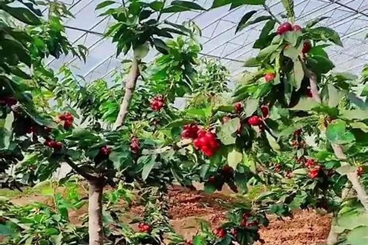 黄腐酸钾水溶肥有什么作用？主要功效是什么？