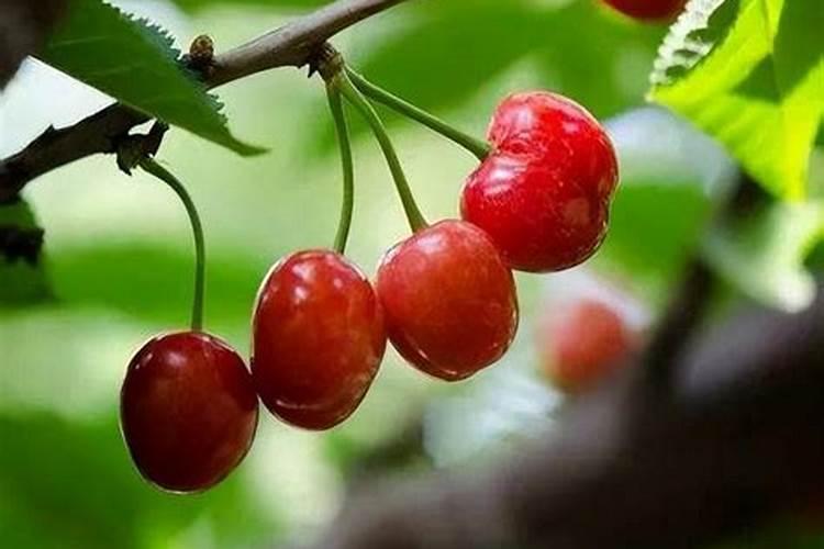 樱桃树怎么管理 如何养樱桃树
