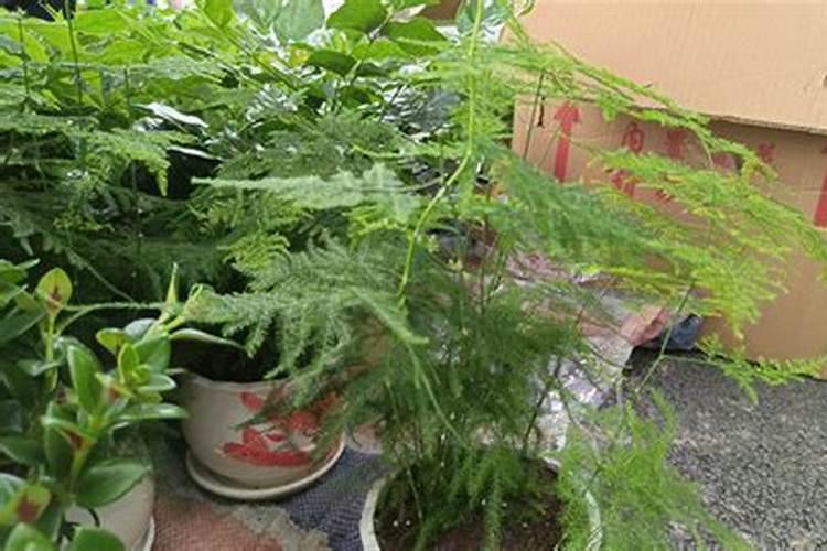 文竹施什么肥变得翠绿 文竹需要施什么肥料