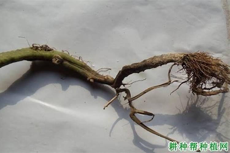 茎基腐病用什么药