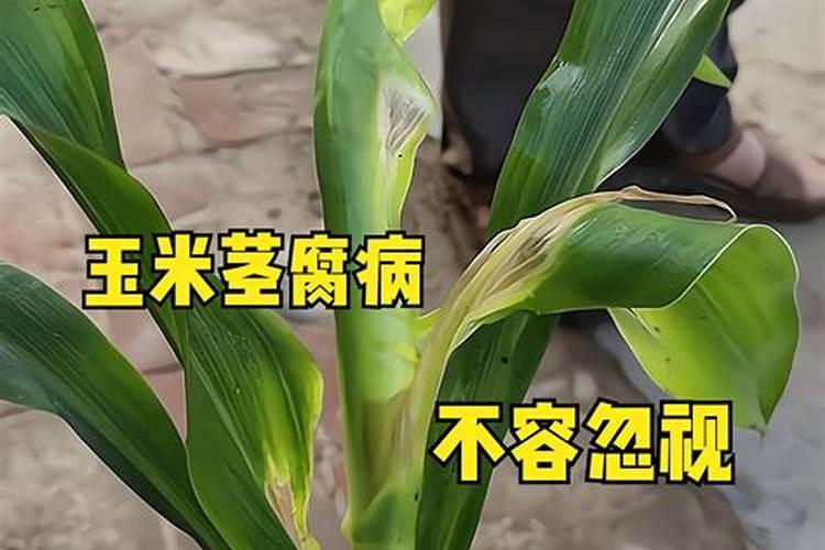 茎基腐病用什么药