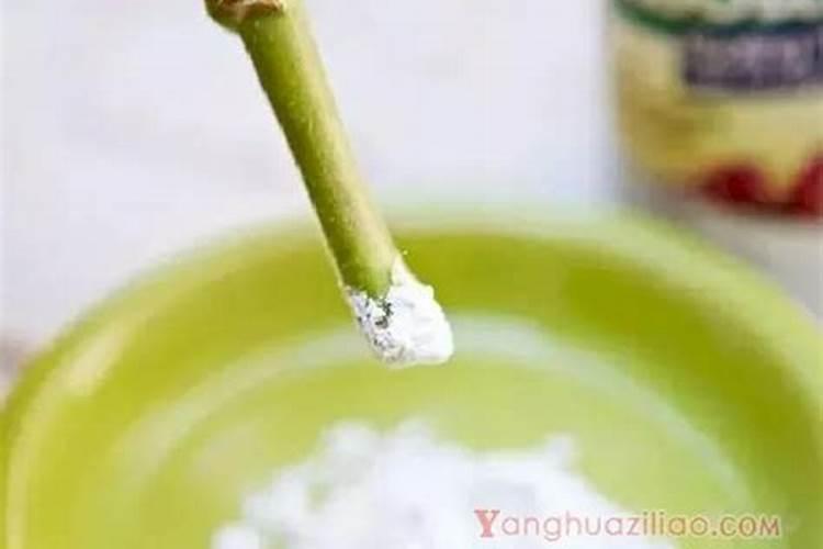 南宁桂研种业公习出品高产中早熟指天椒种子有哪些？