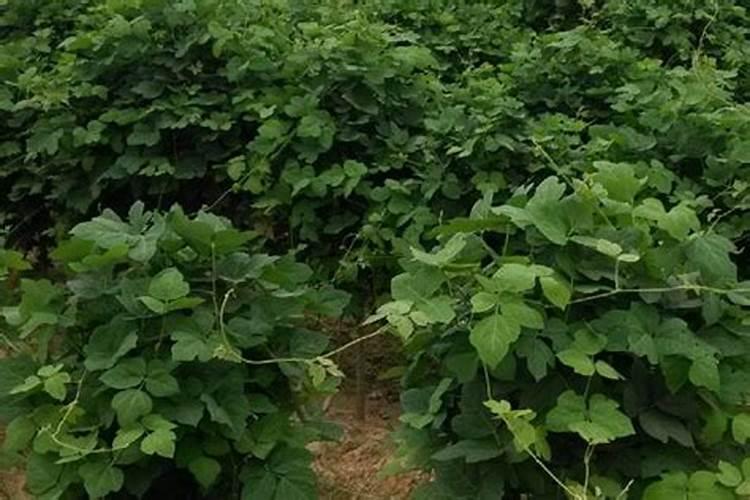 种葛根怎么施肥