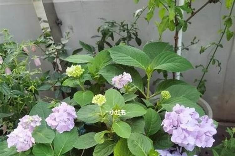 绣球花修剪后施什么肥