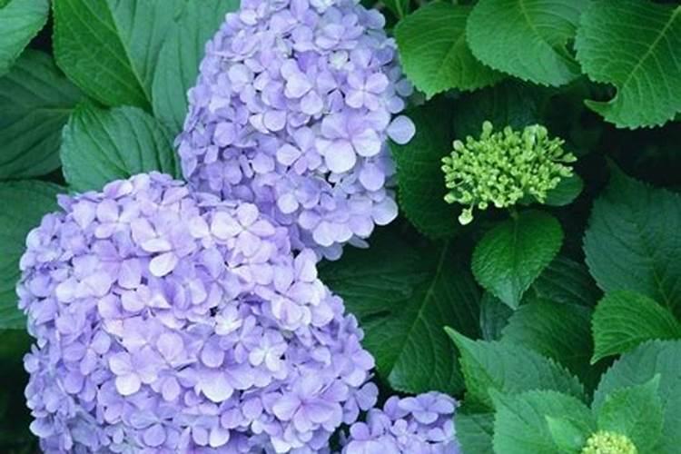 绣球花多久施肥