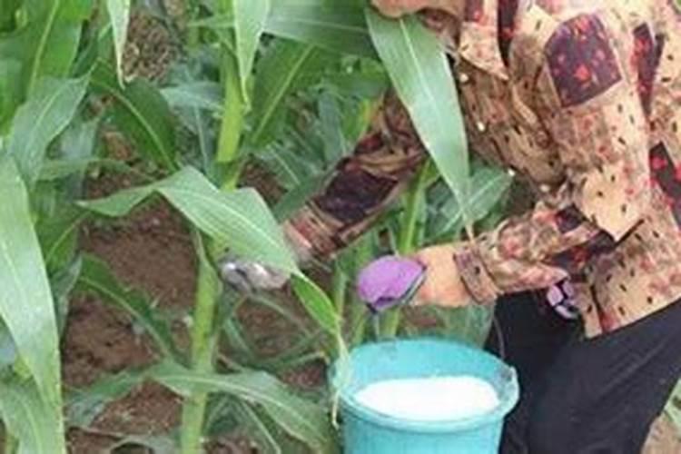 草莓肥害怎么办？