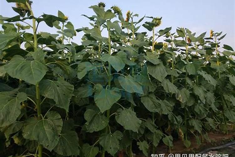 食葵363盛花期是否能浇水