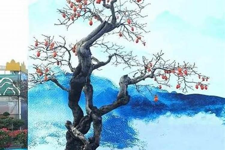 老鸦柿花期能放养在室内？