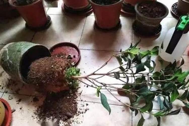 鱼腥草嫩叶种植技术,怎么才能让叶片红,杆子粗壮？