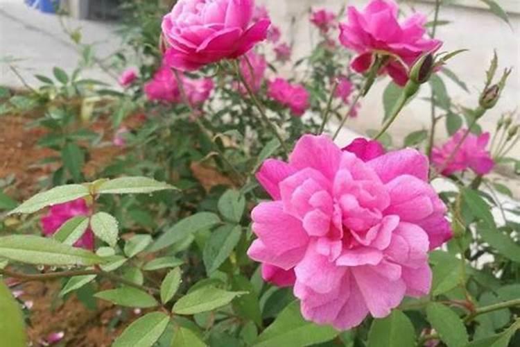 烂苹果怎么做花的肥料