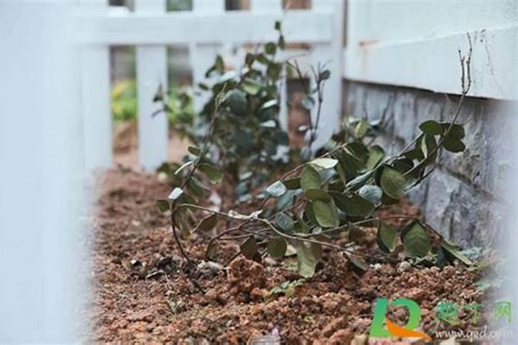 种花不用肥料可以吗