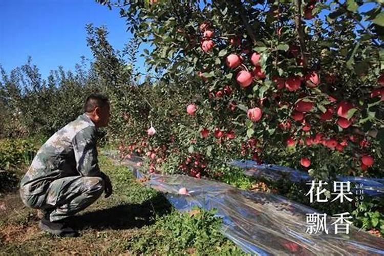 果树底肥施什么肥对来年果子品质好？