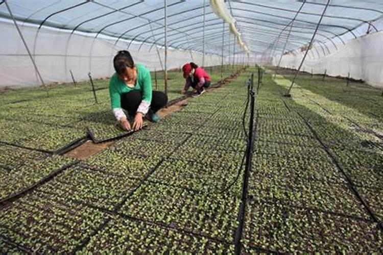 根据少量小黄蚂蚁最有效的简易方法