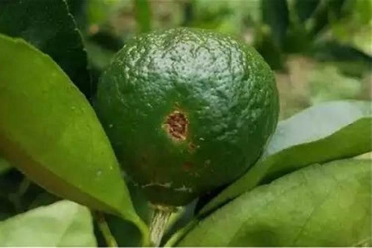 柑橘褐斑病与炭疽病的区别以及防治方法