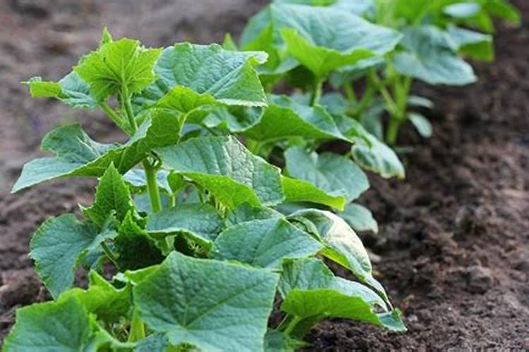 玉米要打几次农药