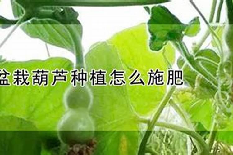 西瓜膨大期可以冲施3个15芭田布衣皇后吗