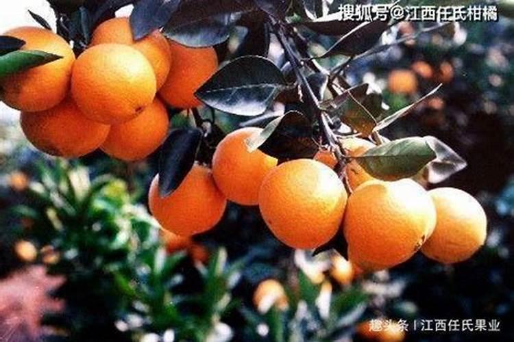 福建十大蔬菜批发市场 福建哪里批发蔬菜便宜 福建蔬菜批发市场在哪个...