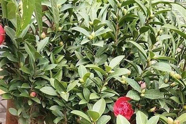 四季茶花用什么肥料好