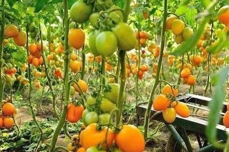 反青的意思是什么