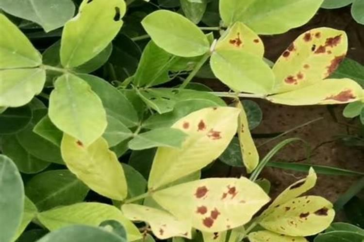 施矿源黄腐酸钾还用施钾肥？