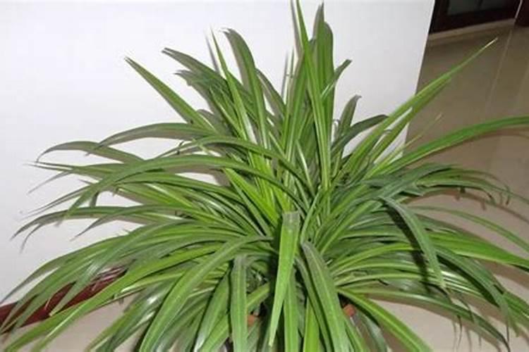 兰花芦头保湿促芽的方法有哪些