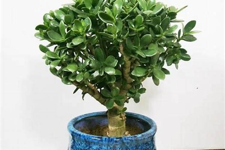 玉米叶片退绿枯死的原因