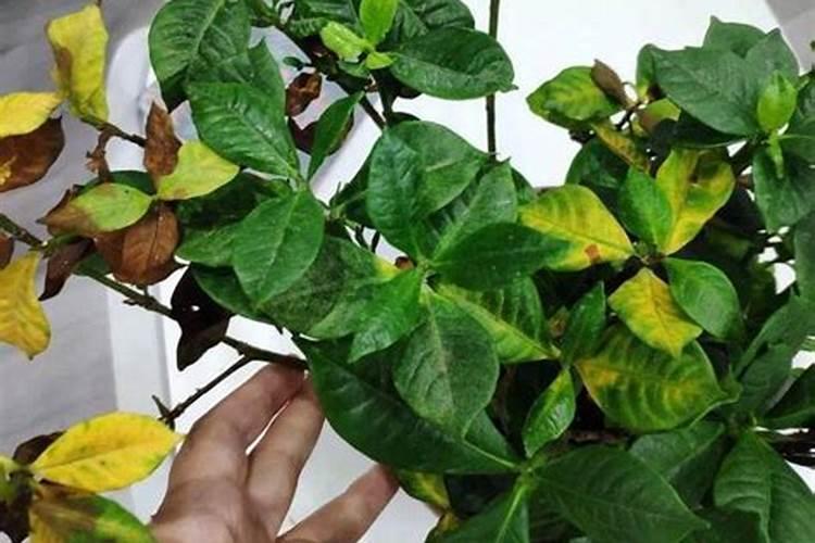 栀子花根部施肥叶子发黄怎么办