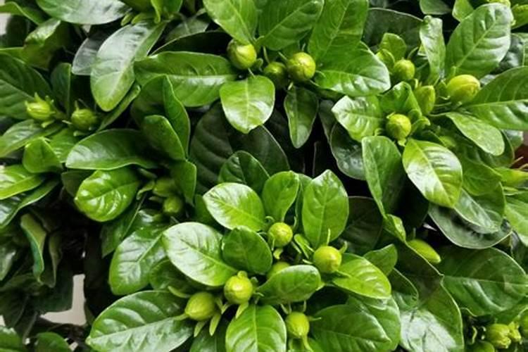 栀子花叶子有点发黄(栀子花叶子发黄的原因及解决办法)