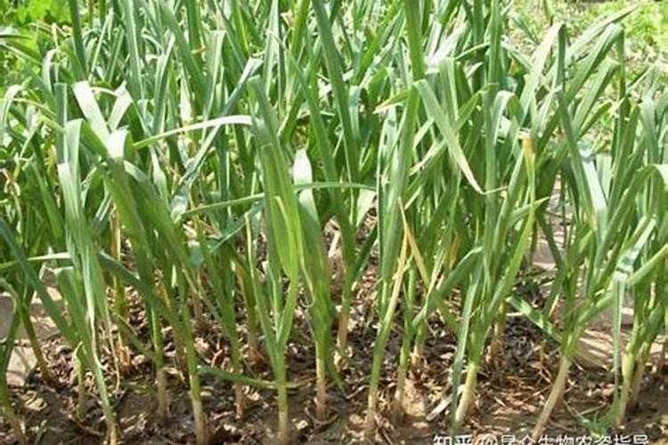 绿晨氨基酸营养液的用法用量