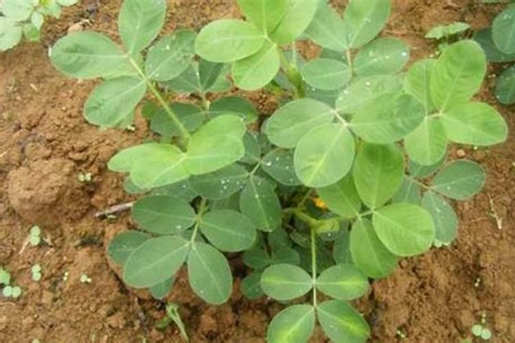 君子兰用什么肥料最好