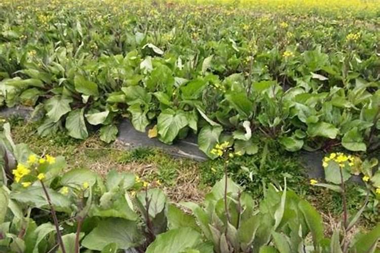 红菜苔施肥方法