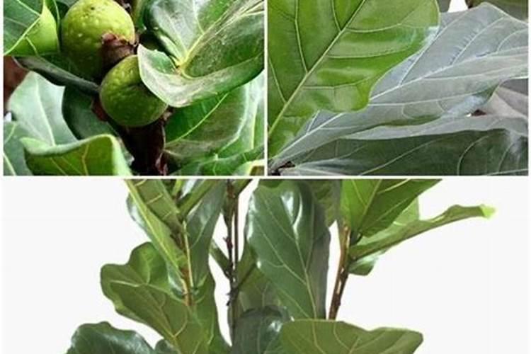 月季花怎么使用复合肥