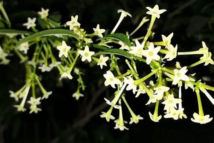 夜来香的养殖方法