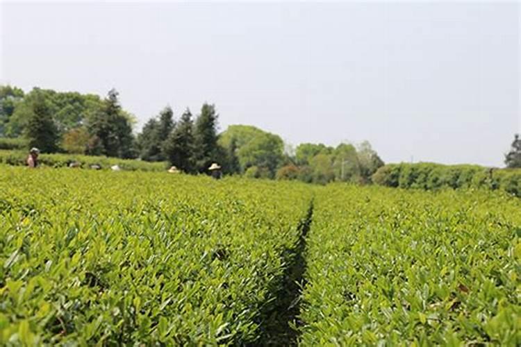 茶园施肥原则有哪些？