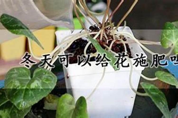 耐冬施什么肥最好