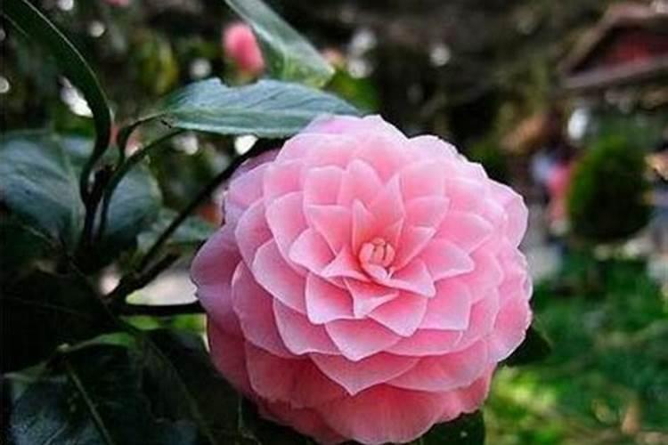 月季花最佳施肥时间是哪时候 月季花什么时候施肥好
