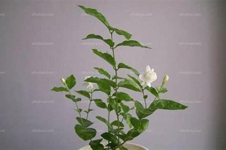 水稻秧苗一般在多少天时移栽最合适？原因是什么呢？