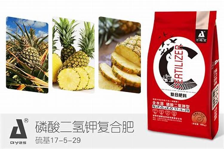 空气凤梨怎么施肥